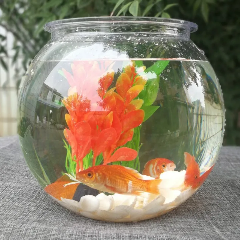 Mangkuk Ikan Mas Desktop Trans - Planted Aquarium For Goldfish ulasan dan harga