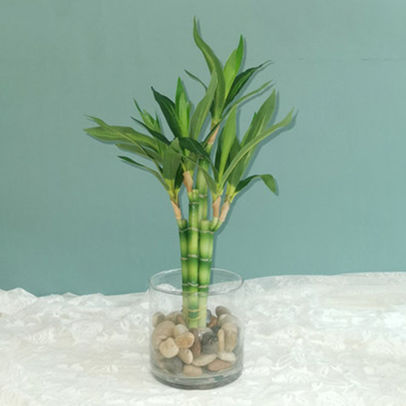 Baru 40Cm RFtificial Bambu Ber - Aquarium Plant Nursery ulasan dan harga