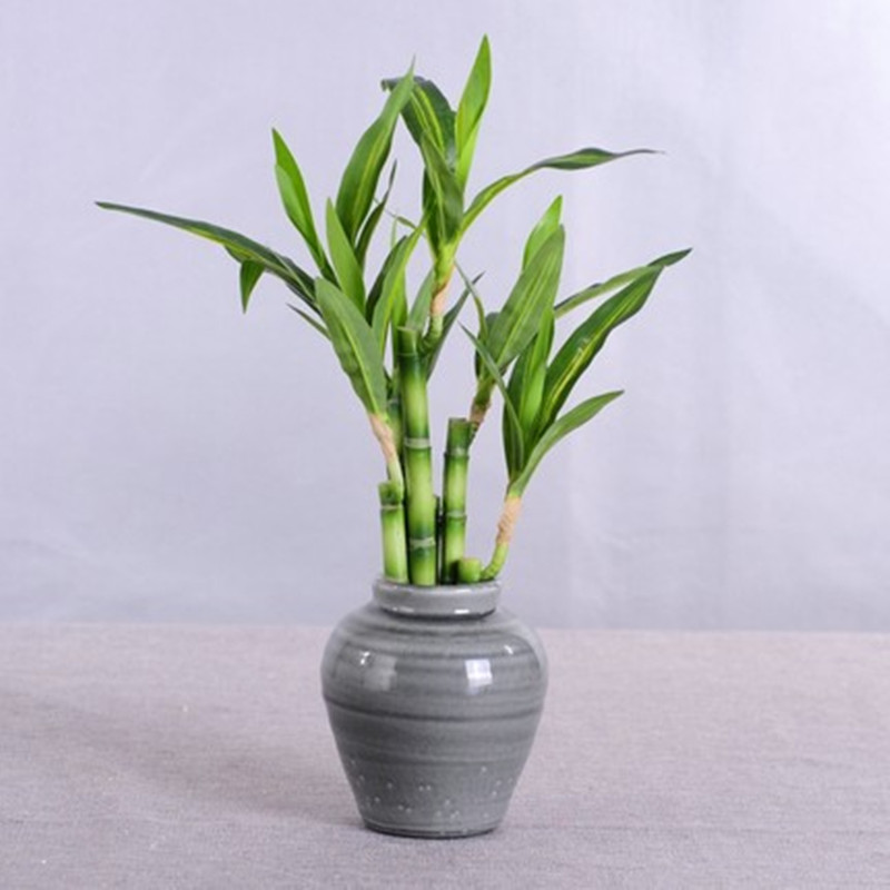 Baru 40Cm RFtificial Bambu Ber - Aquarium Plant Nursery ulasan dan harga