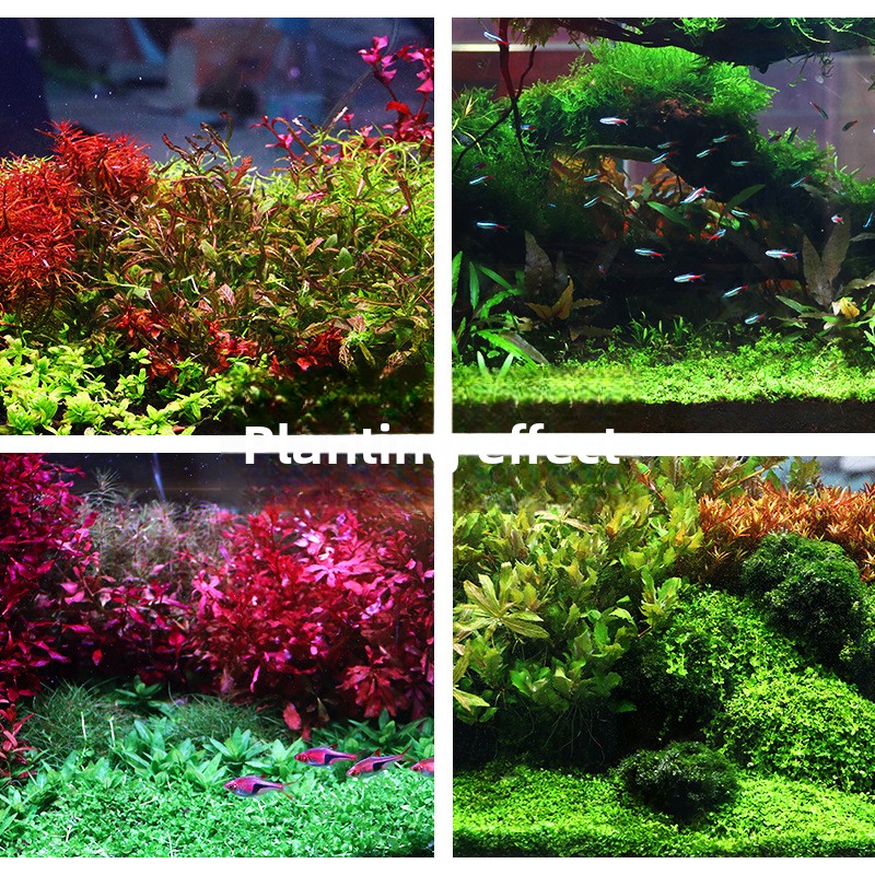 SYSENCIAGA Substrat Akuarium T - Aquarium Plant Nutrients ulasan dan harga