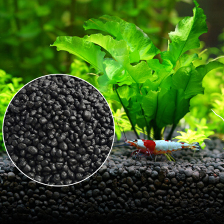 Bibit Tanaman Akuarium Tanah T - Aquarium Plant Nursery ulasan dan harga
