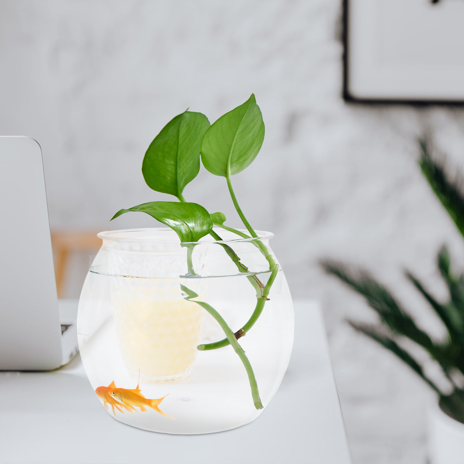 Akuarium Meja Transparan Plast - Planted Aquarium For Goldfish ulasan dan harga